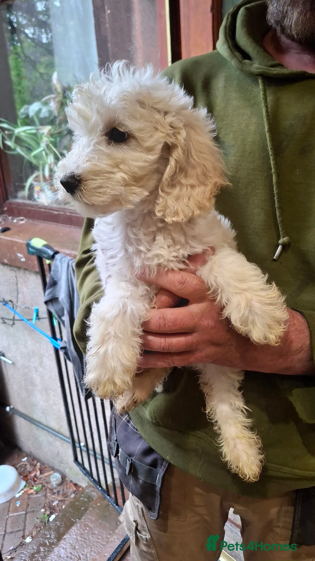 Cockapoo dogs for sale: F2 Cockapoo pups in Penrith - Advert 2