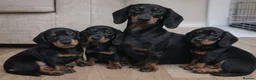 Miniature Dachshund dogs for sale: Stunning litter of Dachshund  - Advert 7