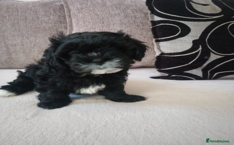 Shihpoo dogs - Advert 1