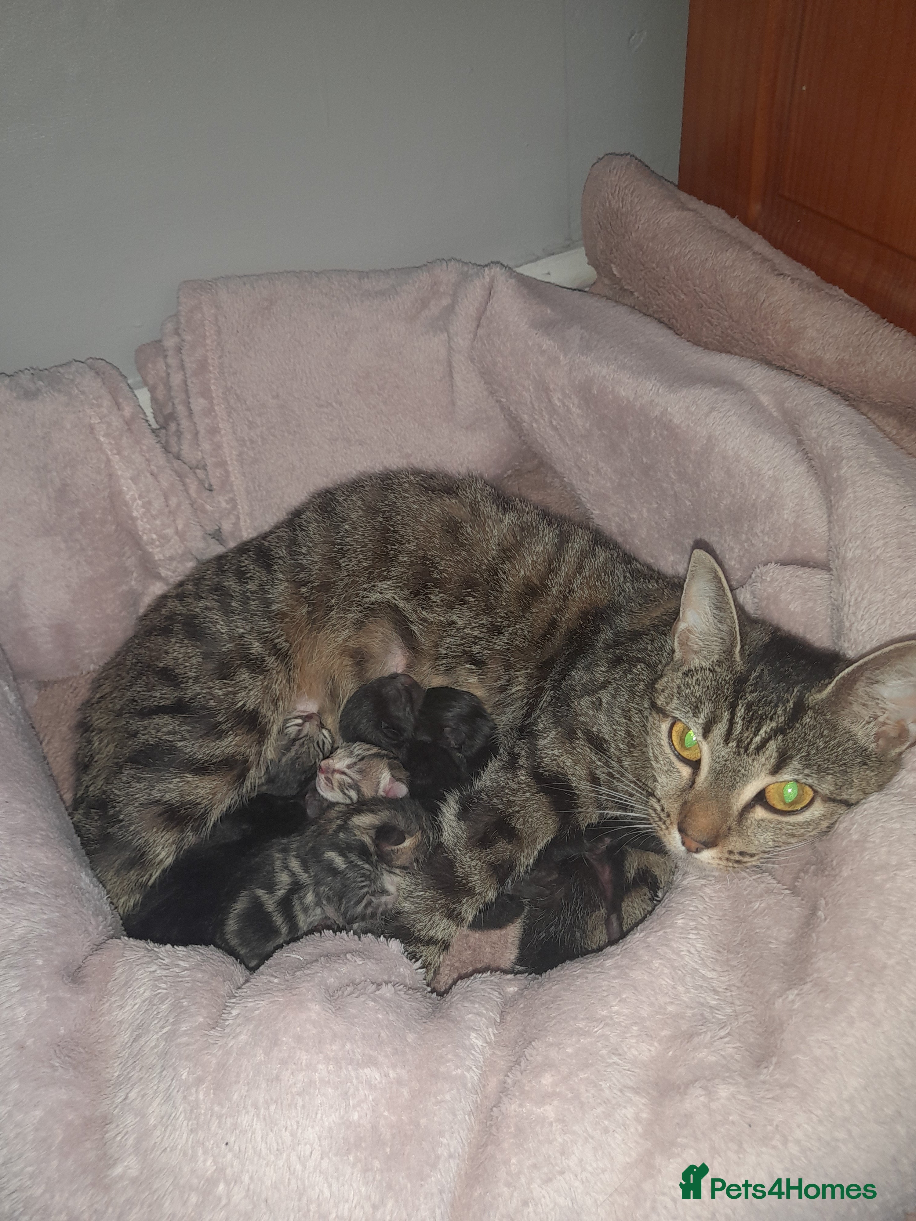 Mixed Breed cats Kittens  - Advert 5