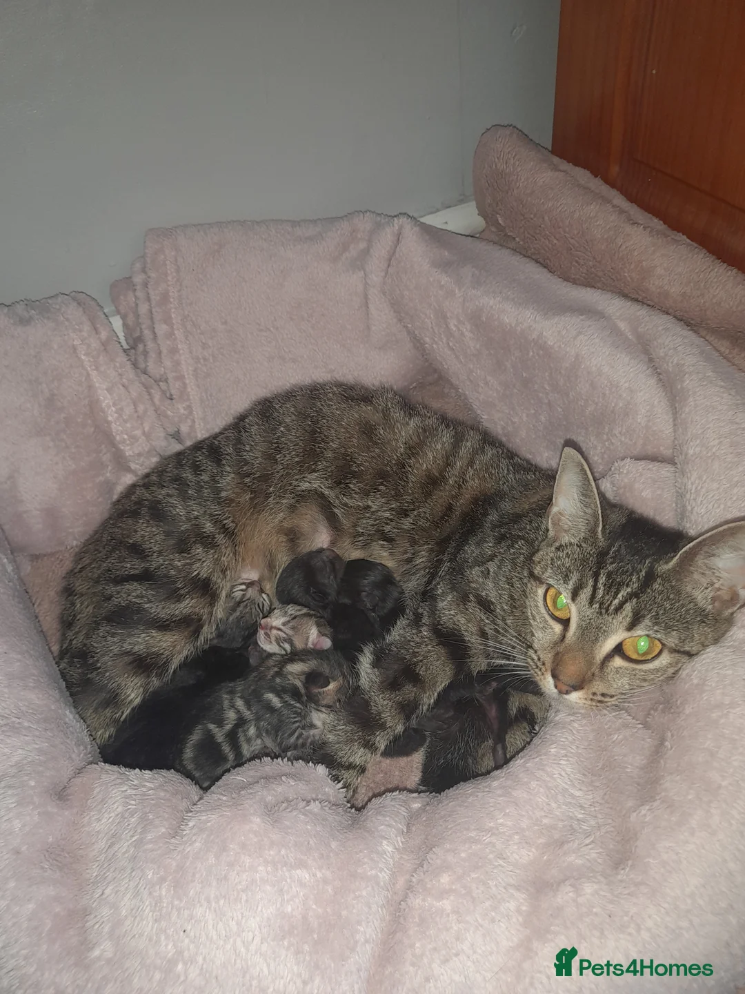 Mixed Breed cats for sale: Kittens  in Manchester - Advert 1