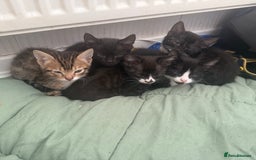Mixed Breed cats for sale: 50/50 Bengal kittens - Image 3