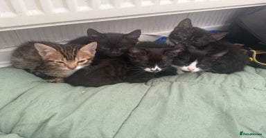 Mixed Breed cats - Advert 4