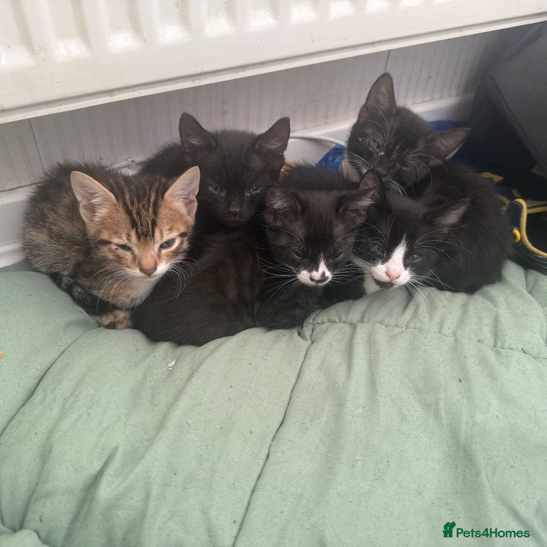 Mixed Breed cats for sale: 50/50 Bengal kittens - Image 3