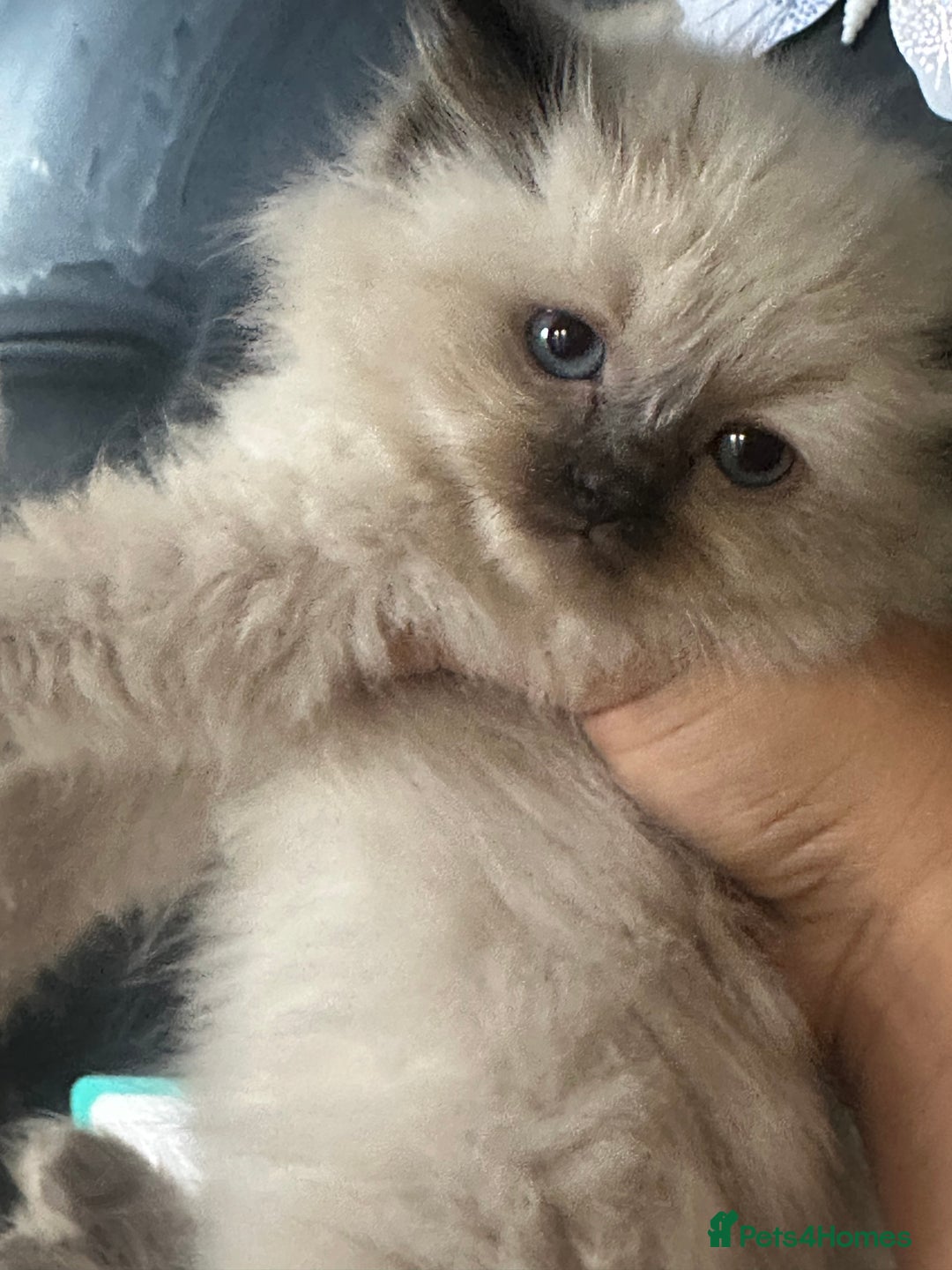 Ragdoll cats for sale: One blue eye female ragdoll kitten - Advert 8