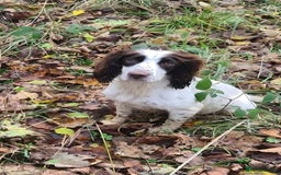 Sprocker dogs for sale: 6 beautiful Sprockers for sale - Image 5
