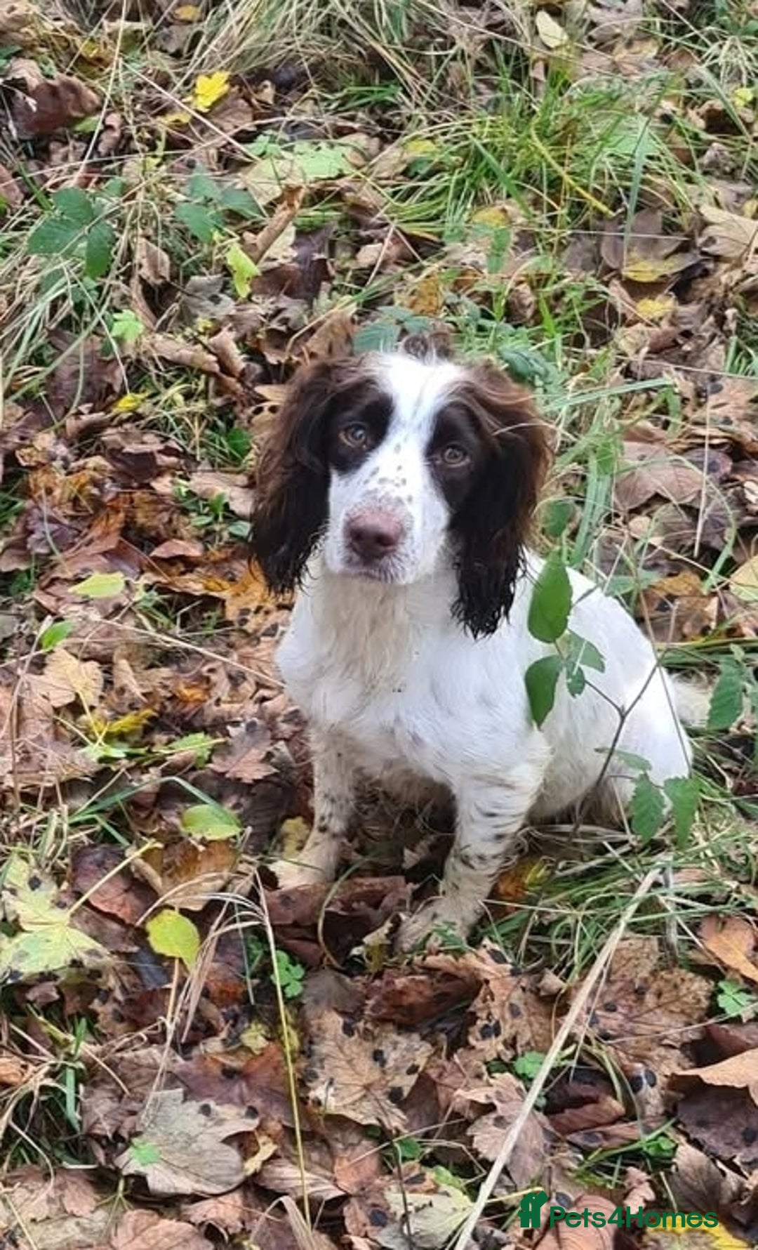 Sprocker dogs for sale: 6 beautiful Sprockers for sale - Image 5