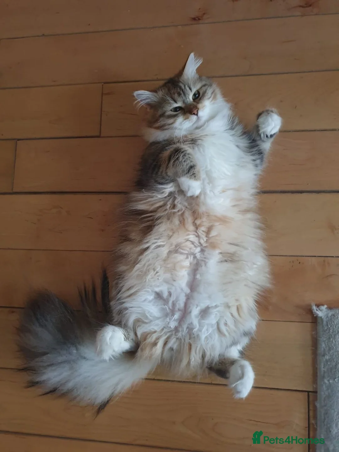 Siberian cats for stud: Purebred Siberian Cat Stud VIP service in Wembley - Advert 5