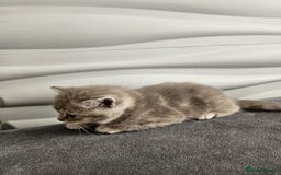 Burmese cats for sale: Beautiful Burmese x British kittens for sale 🤍  - Image 19