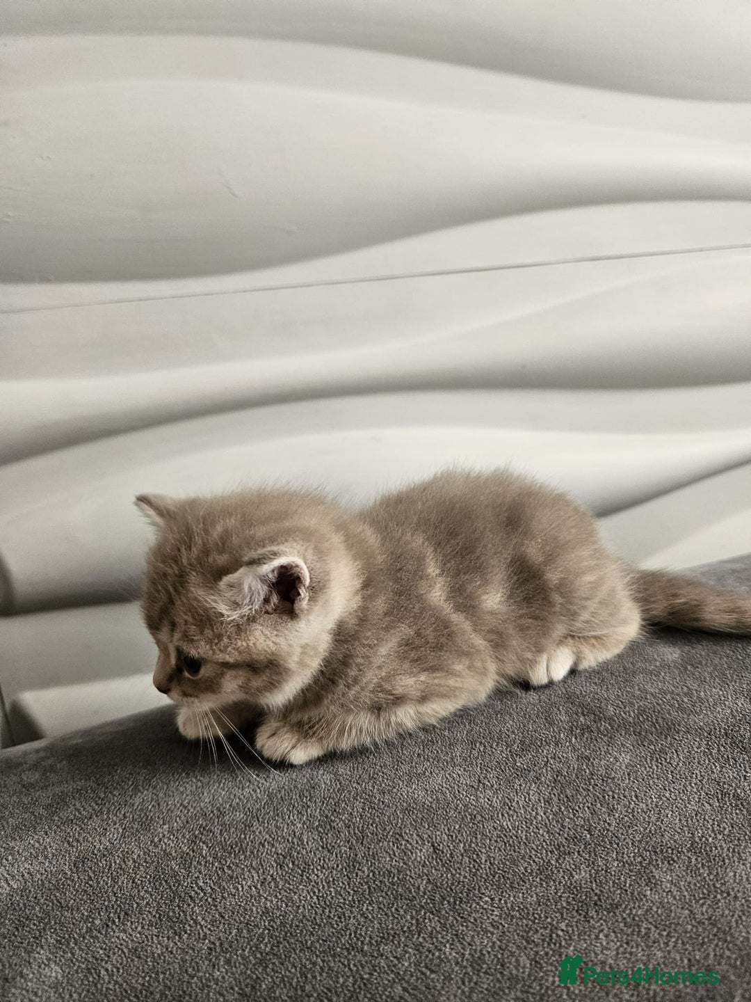 Burmese cats for sale: Beautiful Burmese x British kittens for sale 🤍  - Image 19