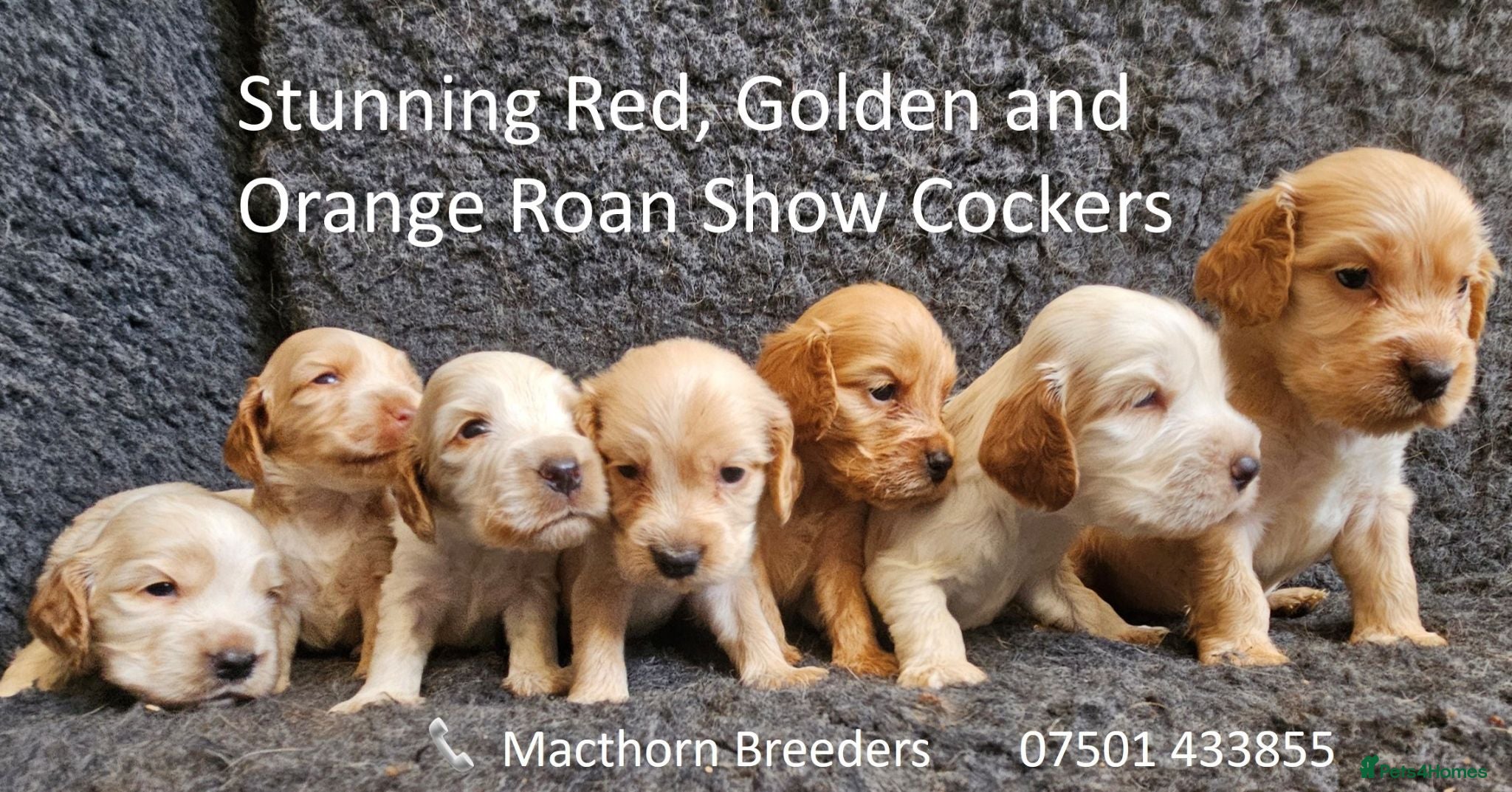 Cocker Spaniel dogs Stunning Show Cockers - Crufts Champion Pedigree - Advert 4
