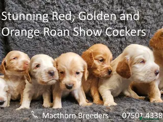 Cocker Spaniel dogs Stunning Show Cockers - Crufts Champion Pedigree - Advert 4