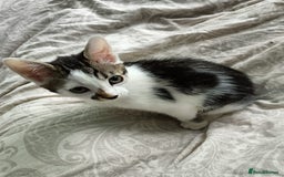 Mixed Breed cats for sale: 🐾 READY FOR THEIR FOREVER HOME🐾 - Image 1