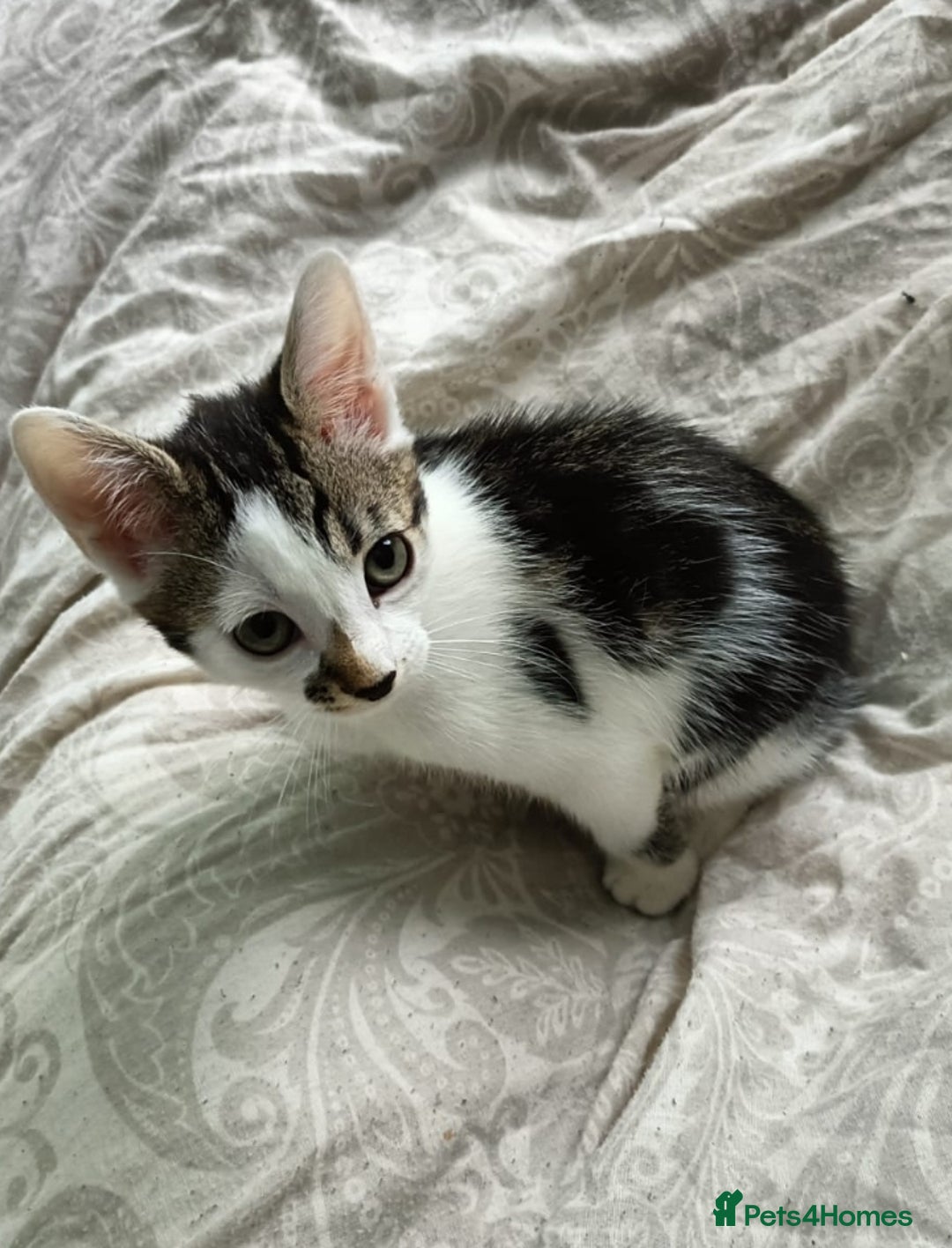 Mixed Breed cats for sale: 🐾 READY FOR THEIR FOREVER HOME🐾 - Image 1