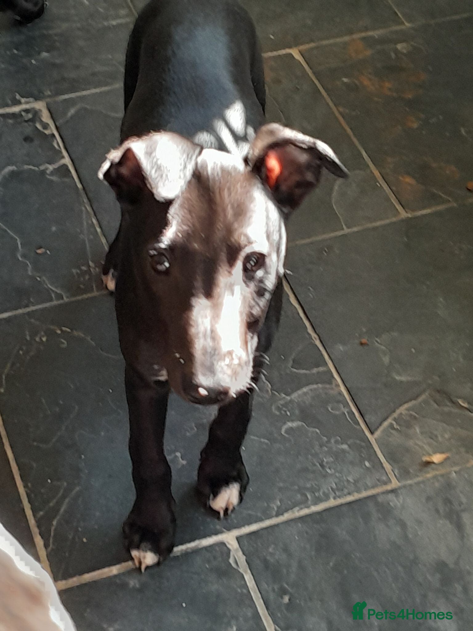 Whippet dogs Black whippet pups ready Now  - Advert 2