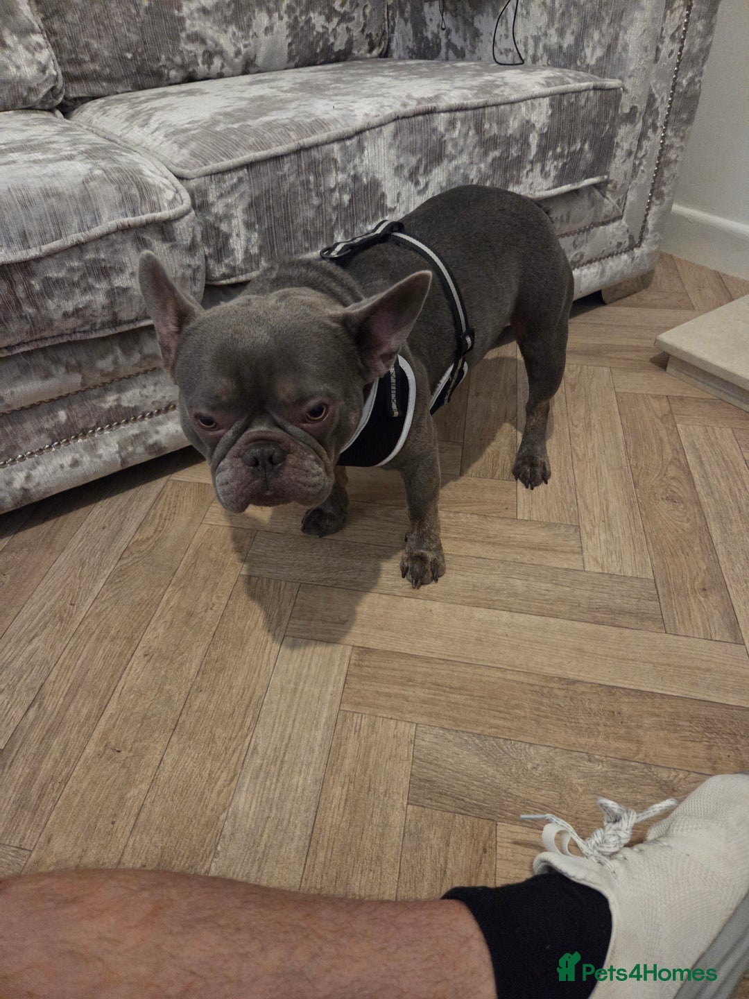 French Bulldog dogs for stud: Stud  - Image 2