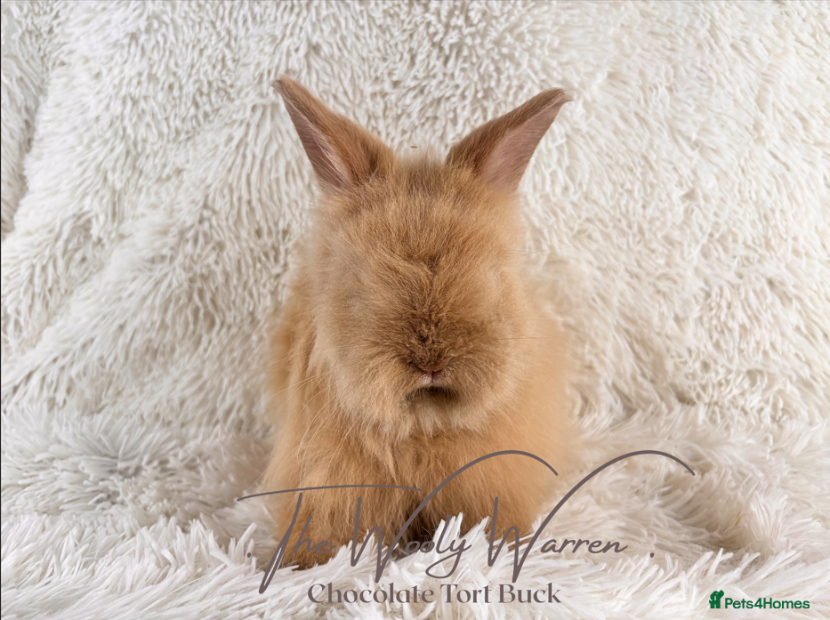 Angora rabbits for sale: Fully Vaccinated Pedigree Angoras - Advert 11