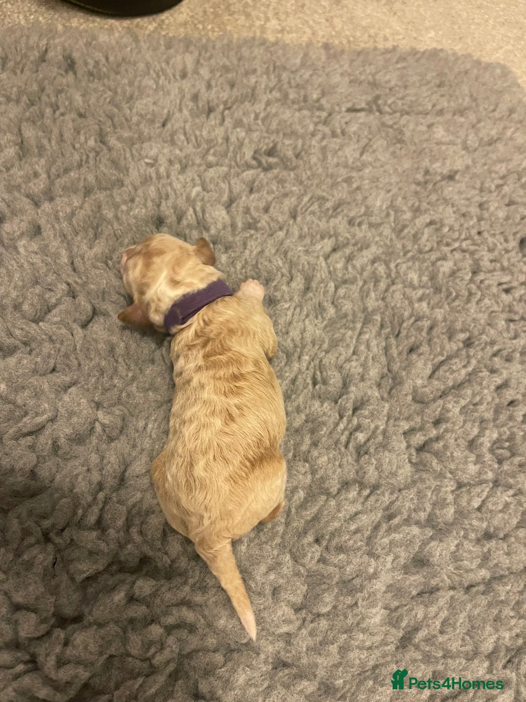 Poochon dogs for sale: Beautiful Poochon puppies for sale  - Advert 13