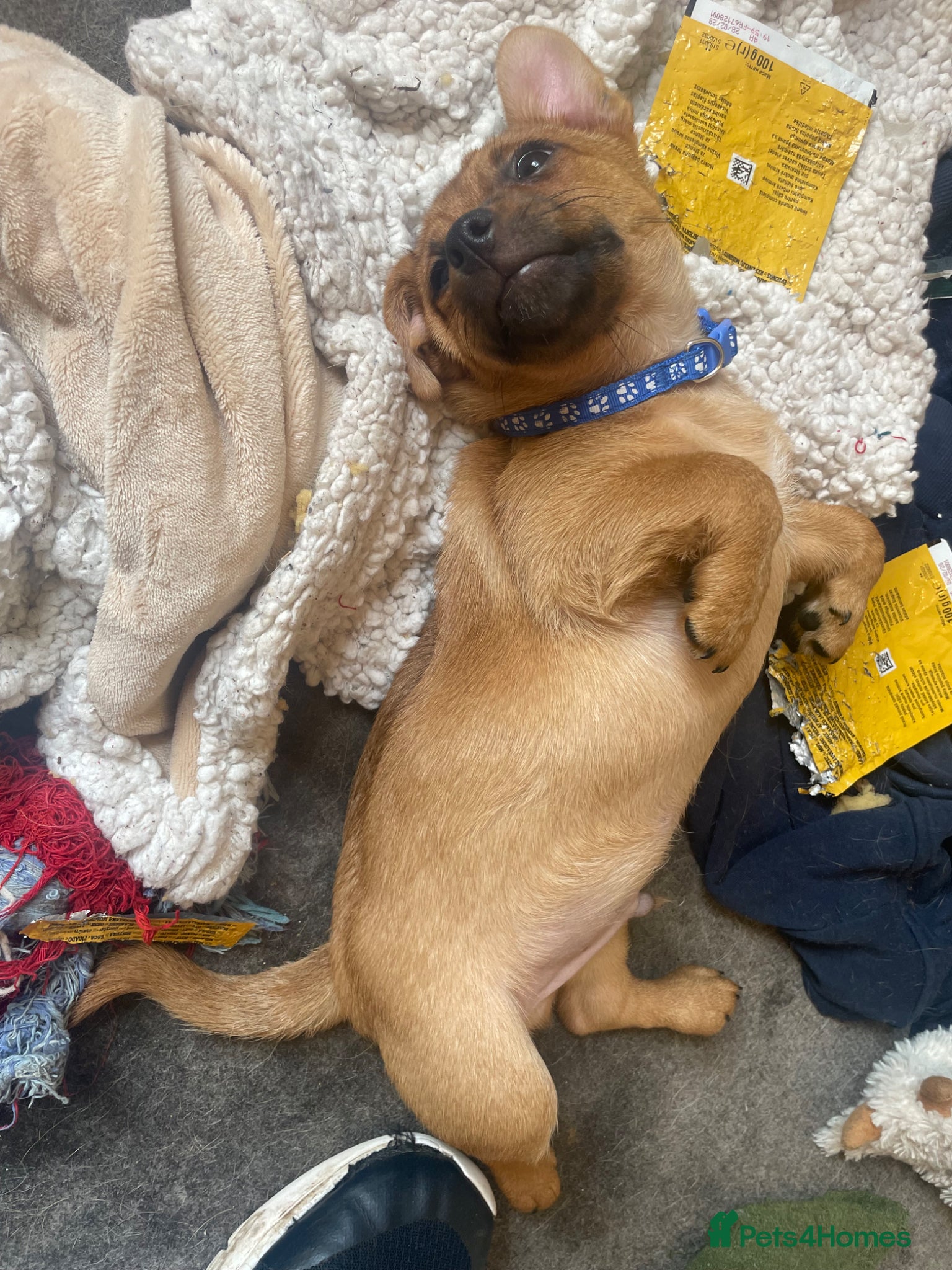 Mixed Breed dogs for sale: PomerJack puppies for sale in Aldershot - Advert 14