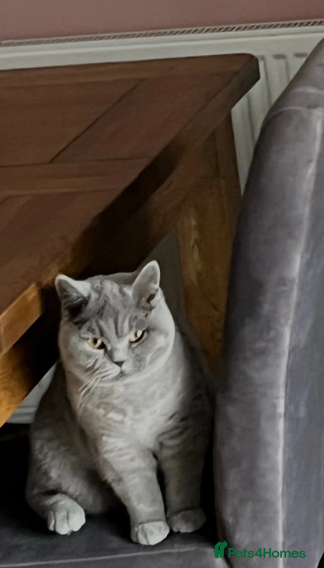 British Shorthair cats for sale: Breeding pair Active GCCF carrying lilac  - Advert 2
