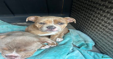 Olde English Bulldogge dogs in Southampton - Advert 1