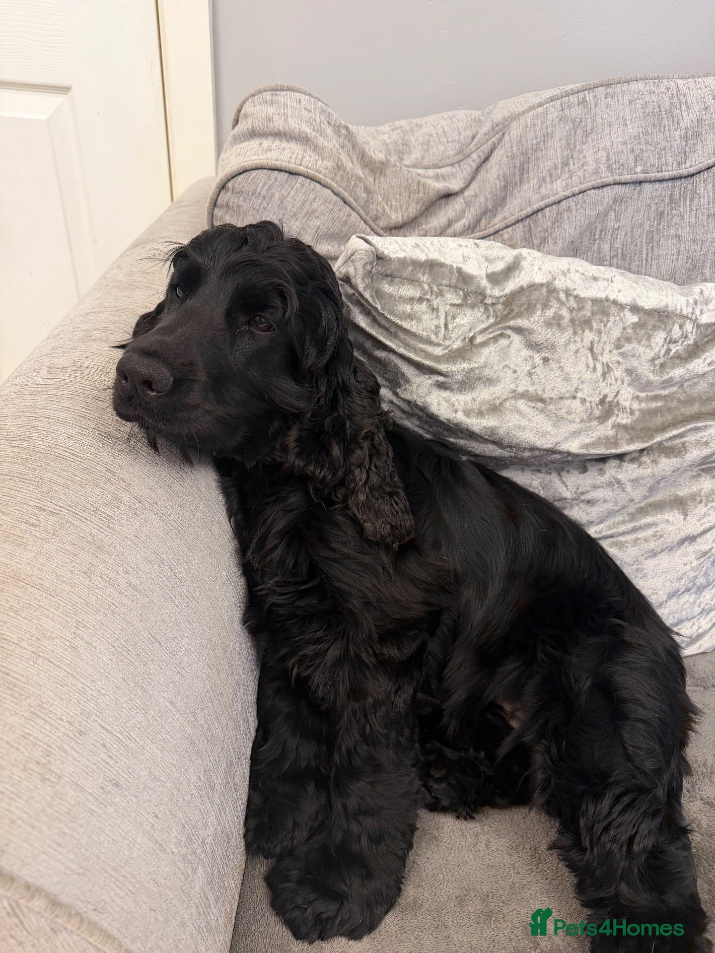 Cocker Spaniel dogs for sale: Show type cocker  - Advert 9