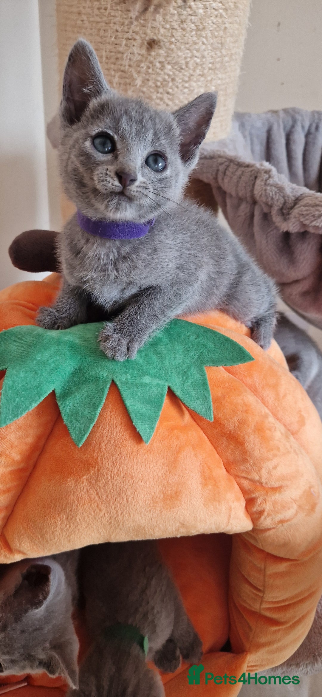Russian Blue cats for sale: Pure Russian Blue kittens 💙  - Image 16