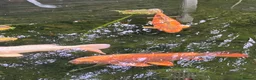 Koi Carp fish for sale: 6 Koi Carp plus 1 Tench - Advert 4