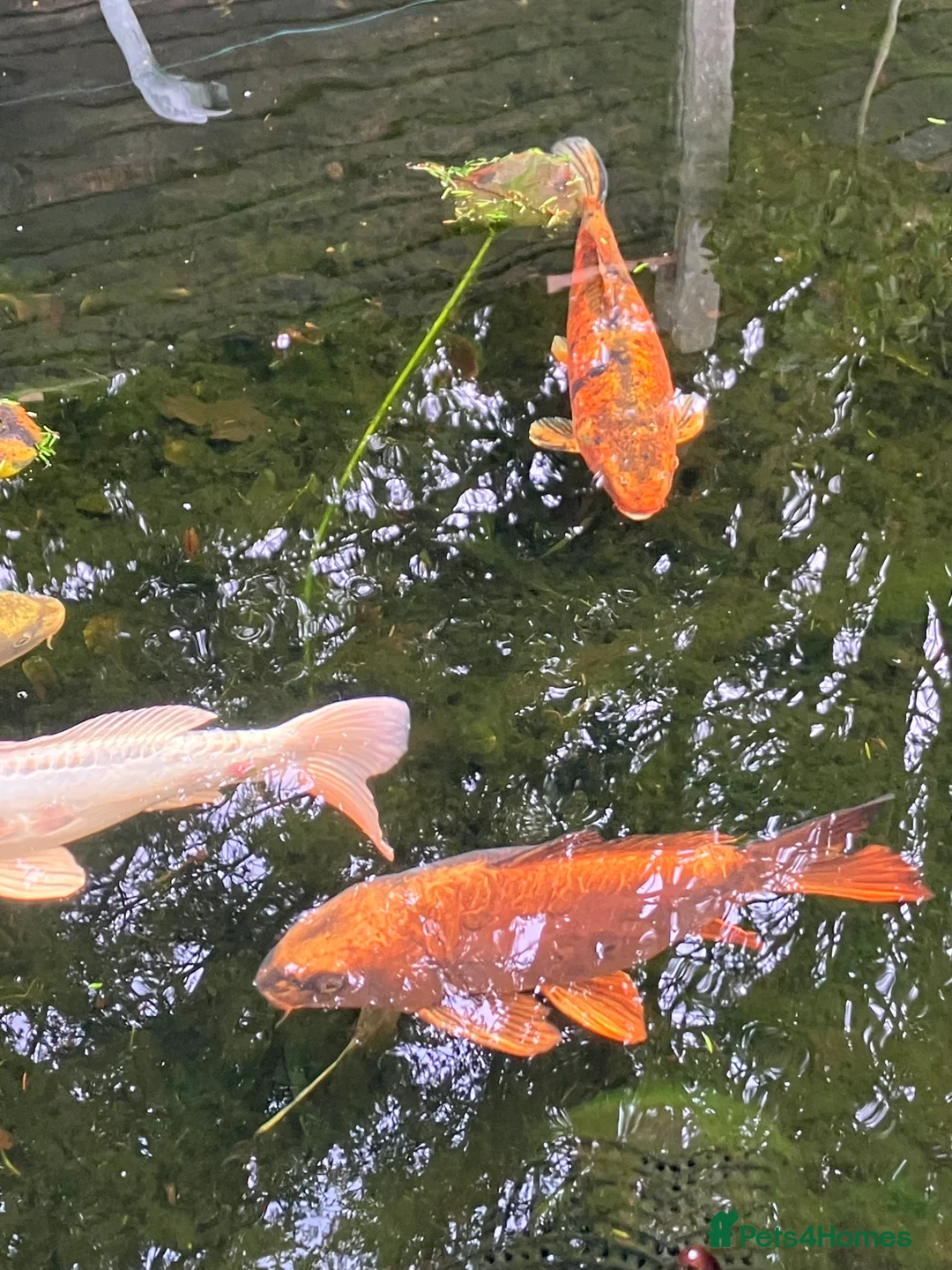 Koi Carp fish for sale: 6 Koi Carp plus 1 Tench - Advert 4