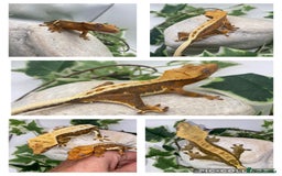 Gecko reptiles for sale: Vibrant Lily white crested gecko  - Image 6