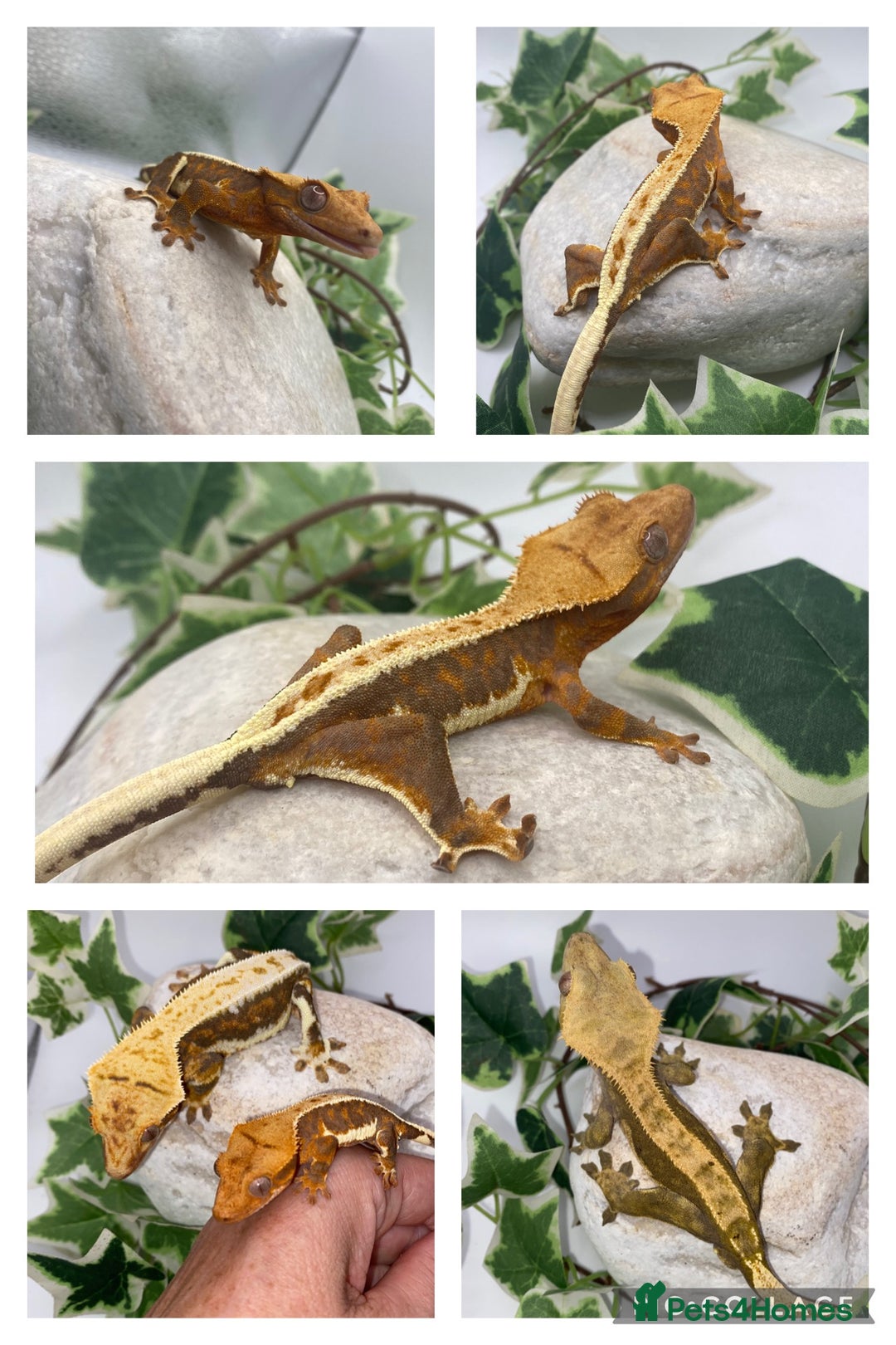 Gecko reptiles for sale: Vibrant Lily white crested gecko  - Image 6