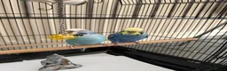 Budgerigars birds for sale: 2 budgie young birds in Hayes - Advert 2
