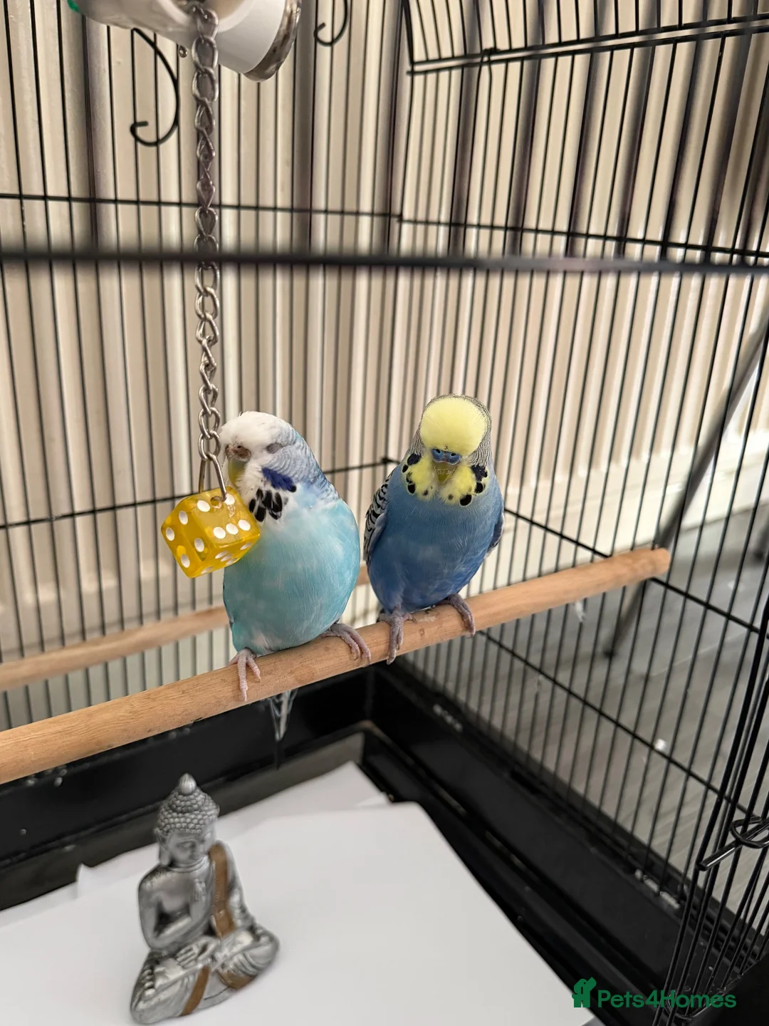 Budgerigars birds for sale: 2 budgie young birds in Hayes - Advert 2