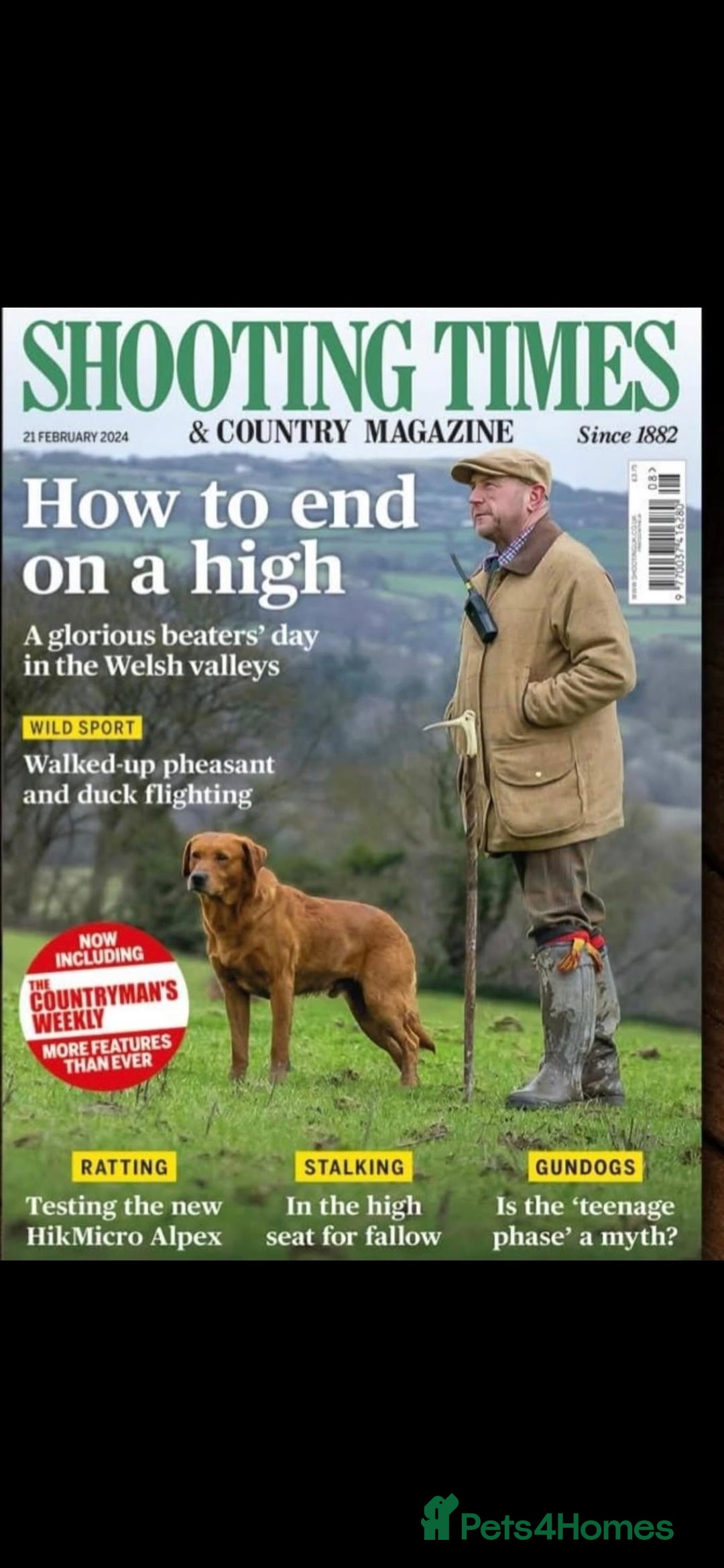 Labrador Retriever dogs for stud: Churchill for stud - Advert 2