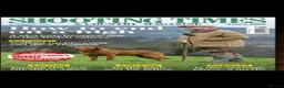 Labrador Retriever dogs for stud: Churchill for stud - Advert 2