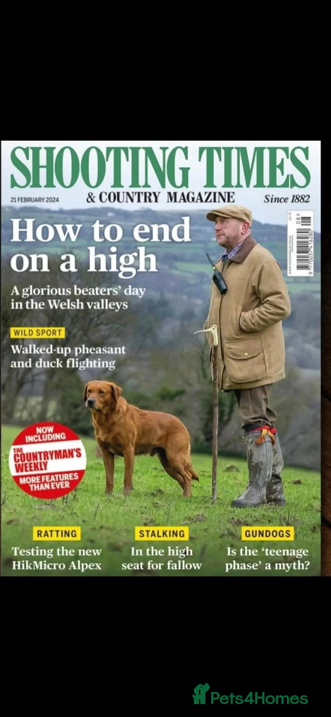 Labrador Retriever dogs for stud: Churchill for stud - Advert 2