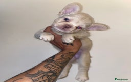 French Bulldog dogs for sale: High Quality Fluffy french bulldogs  - Image 11