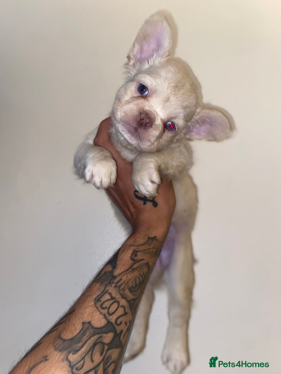 French Bulldog dogs for sale: High Quality Fluffy french bulldogs  - Image 11