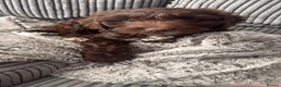 Cockapoo dogs for sale: Beautiful Chocolate Cockapoo Puppy 15 Weeks Old - Advert 7