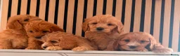 Cockapoo dogs for sale: Adorable puppies - Advert 11