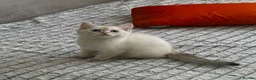 British Shorthair cats for sale: 🐾 TICA Reg BLH / BSH Kittens  🐾 - Advert 15