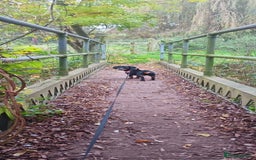 Dachshund dogs for sale: 1 year old Male Dauchund for Sale - Image 12