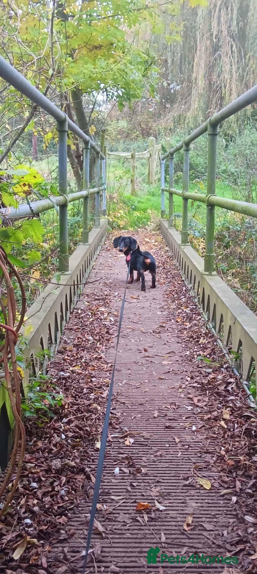 Dachshund dogs for sale: 1 year old Male Dauchund for Sale - Image 12