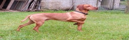 Hungarian Vizsla dogs for stud: Proven Hungarian Vizsla Stud Dog in Badminton - Advert 7