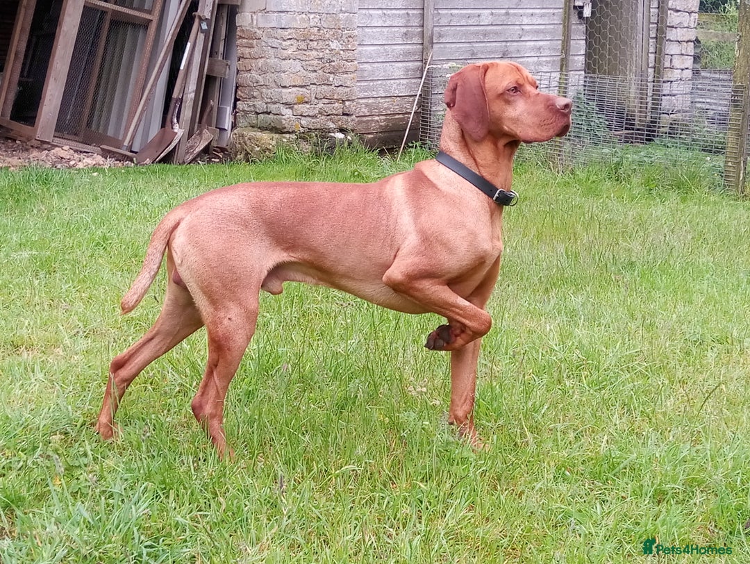 Hungarian Vizsla dogs for stud: Proven Hungarian Vizsla Stud Dog in Badminton - Advert 7