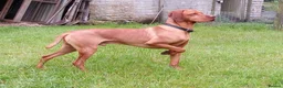 Hungarian Vizsla dogs for stud: Proven Hungarian Vizsla Stud Dog in Badminton - Advert 7