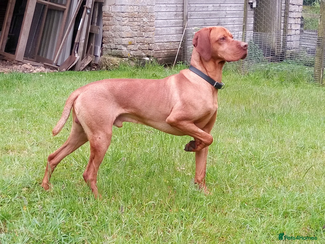 Hungarian Vizsla dogs for stud: Proven Hungarian Vizsla Stud Dog in Badminton - Advert 7