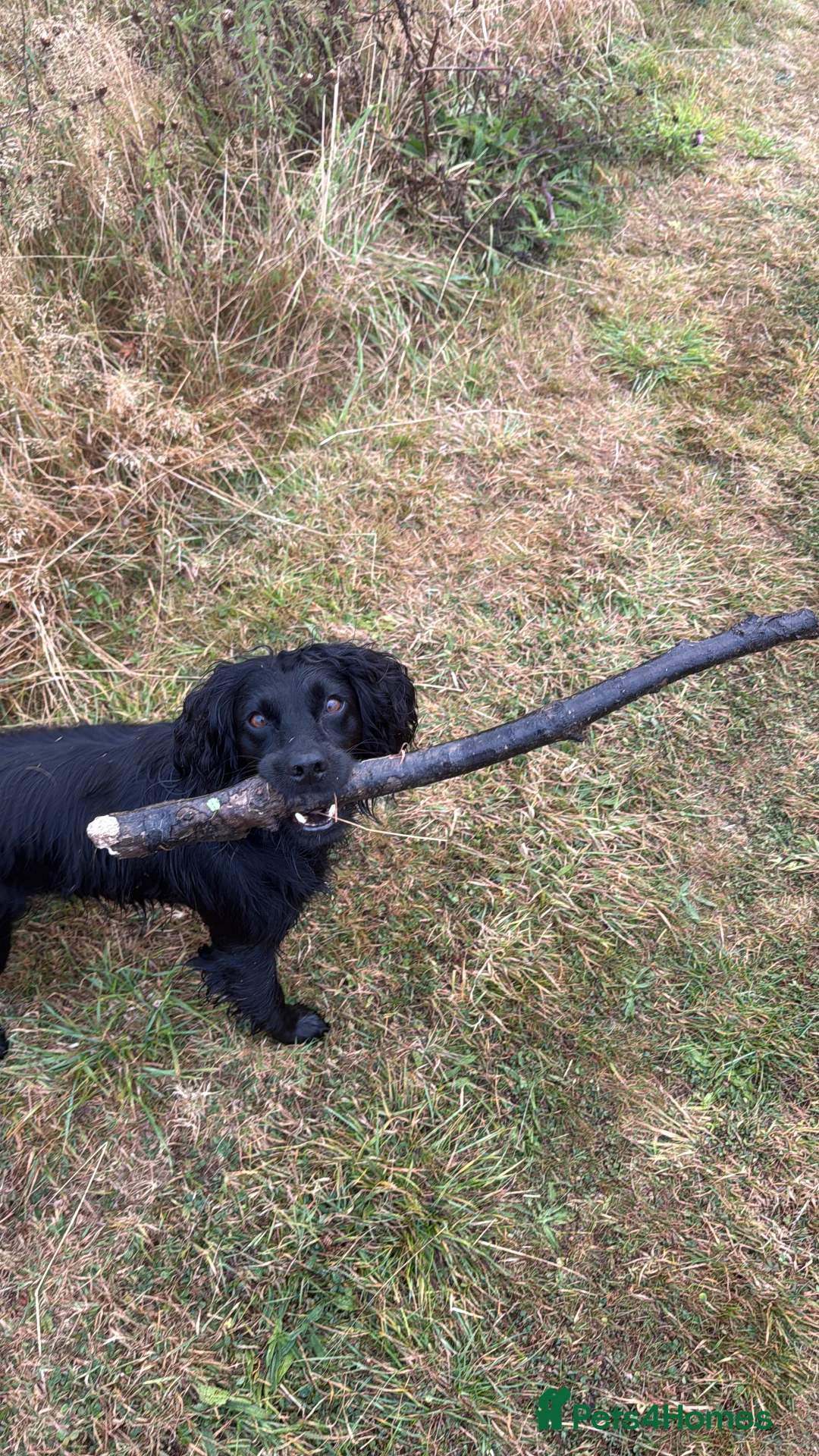 Cocker Spaniel dogs for sale:  Beautiful Working Cocker Spaniel bitch - Advert 6