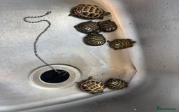 Tortoise reptiles for sale: Tortoise  - Image 3