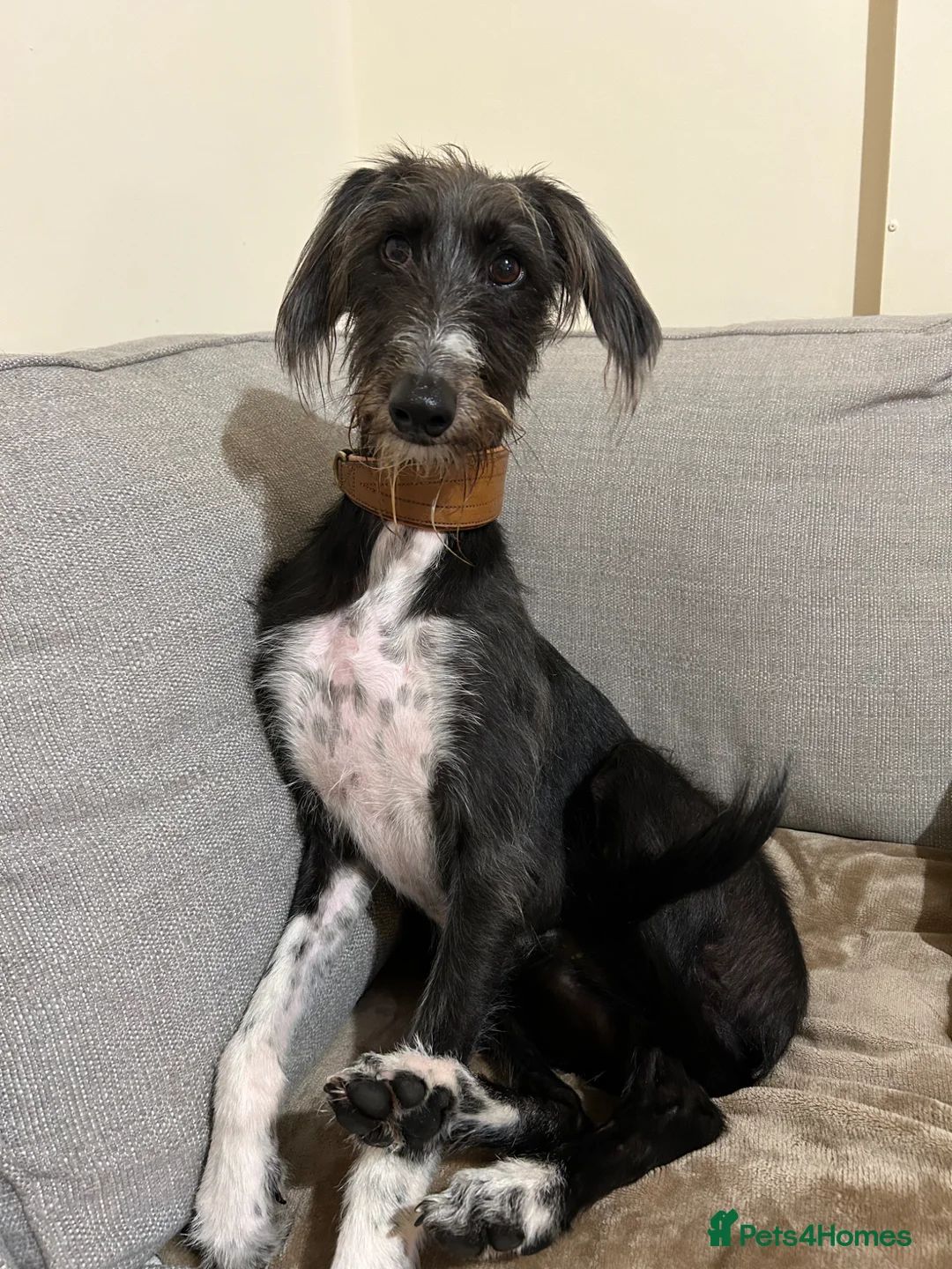 Mixed Breed dogs for sale: Lurcher - Saluki x Whippet/Bedlington  - Advert 2